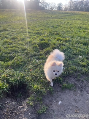 dringende abgabe Wunderschöne Hündin  Nala  sucht ein liebevolles neues Zuhause Bild 5