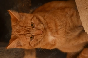 Main Coon Mix Kitten  Bild 3