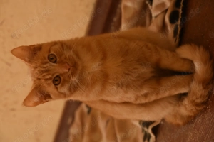 Main Coon Mix Kitten  Bild 2