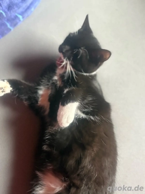 kater sucht ein zuhuse 