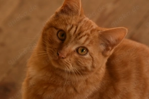 Main Coon Mix Kitten 