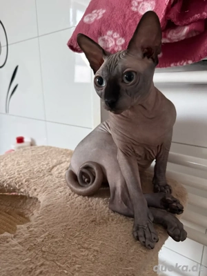 sphynx canadian deckkater 