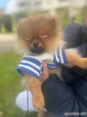 Pomeranian, zwergspitz