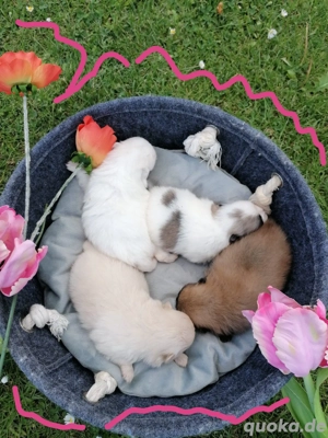 Pomeranian Zwergspitz 