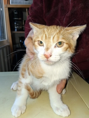 Babykätzchen suchen liebevolles Zuhause 