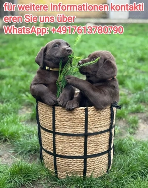 gesund, geimpft, gechipt Labrador welpen