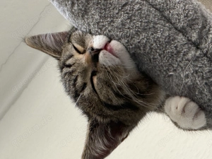 Kater sucht zu Hause