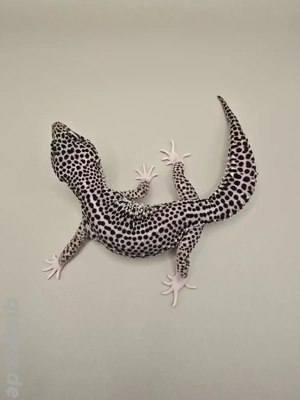 0.1 Mack Snow Black Night pos het Eclipse 