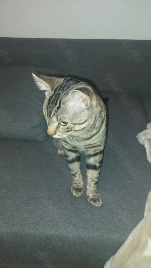 Katzen in liebevolle Hände abzugeben