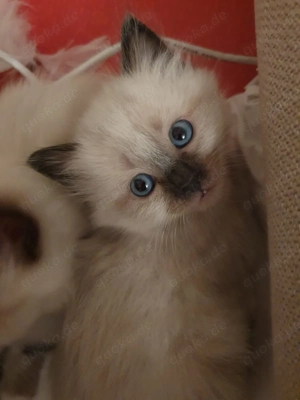 Kätzchen sucht liebevolles Zuhause