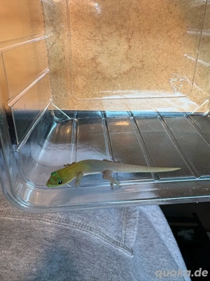 Phelsuma laticauda   Goldstaubtaggecko Nachzuchten