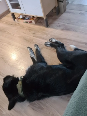 Schnitzel sucht ein neues Zuhause 