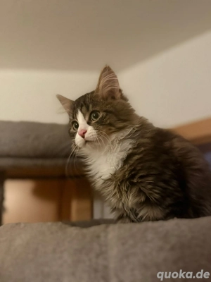 Süße Maincoon Mischlinge 