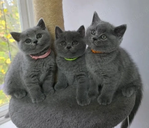 BKH kitten lilac blue & white reinrassig
