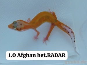 Verschiedene Leopard Männchen abzugeben | Eublepharis macularius 