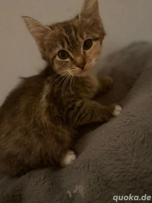 Süße Mischling Kitten (Angora   Hauskatze)