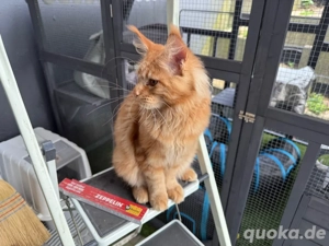 Maine Coon Kater sucht ein sehr gutes neues Zuhause