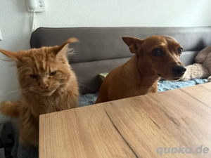 Maine Coon Kater sucht ein neues Zuhause