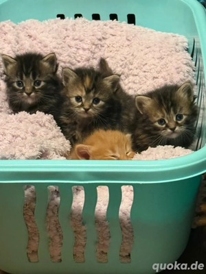 Main Coon Kitten