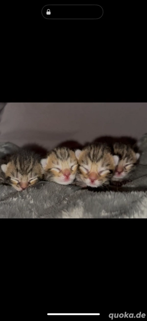 Bengal x Maine Coon Kitten 
