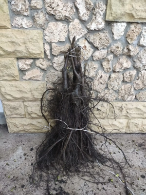 veredelte Walnussbäume Lara, Chandler, Fernor, Tulare Walnussbaum