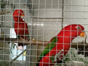 Gelbmantelloris, Gebirgslori, Frauenlori, Stella