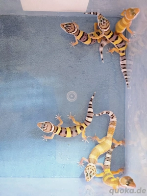 Leopardengeckos Eublepharis macularius eingetroffen 