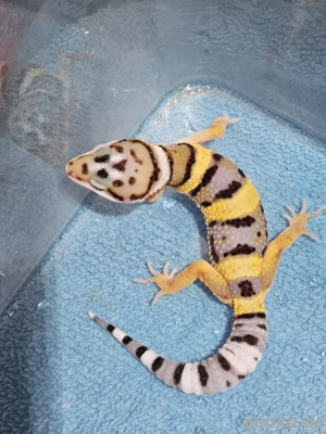 Leopardengeckos Eublepharis macularius eingetroffen 79,-  in Altötting  Bild 2