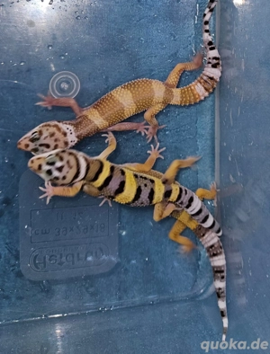 Leopardengeckos Eublepharis macularius eingetroffen 79,-  in Altötting  Bild 8