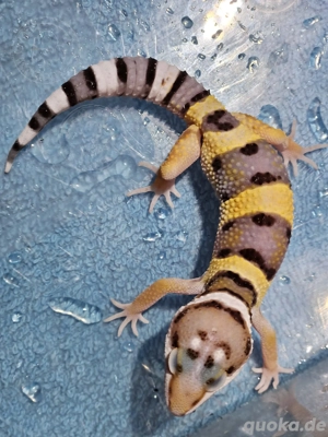 Leopardengeckos Eublepharis macularius eingetroffen 79,-  in Altötting  Bild 5