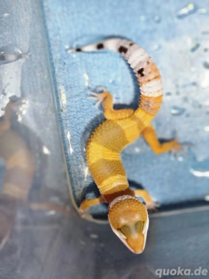 Leopardengeckos Eublepharis macularius eingetroffen 79,-  in Altötting  Bild 7