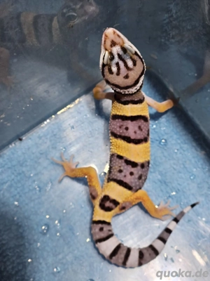 Leopardengeckos Eublepharis macularius eingetroffen 79,-  in Altötting  Bild 4