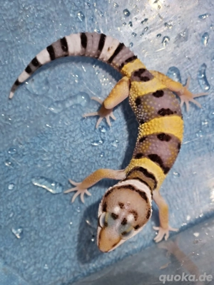 Leopardengeckos Eublepharis macularius eingetroffen 79,-  in Altötting  Bild 3