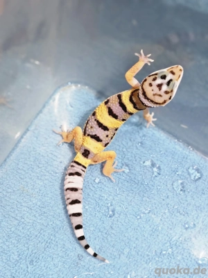 Leopardengeckos Eublepharis macularius eingetroffen 79,-  in Altötting  Bild 6