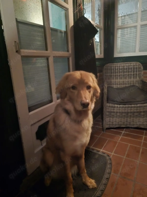 Ungestümer junger blonder Hovawartrüde sucht ein sehr gutes neues zu Hause 