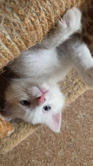 Zuhause gesucht: Liebe im Doppelpack