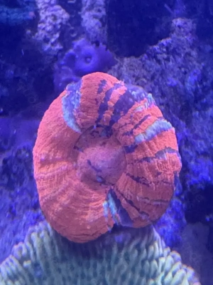 Koralle Scolymia Warpaint