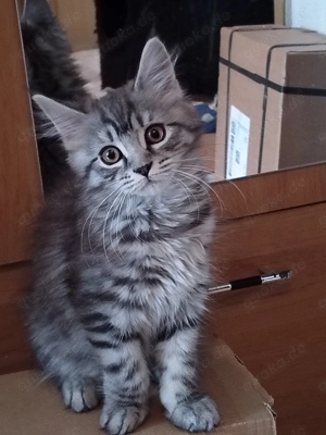 Maine Coon Kitten