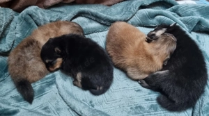 Wunderschöne Zwergspitz Welpen