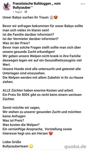 französiche Bulldoggen mit Ahnentafel 