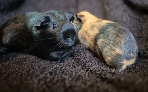 Meerschweinchen Böckchen