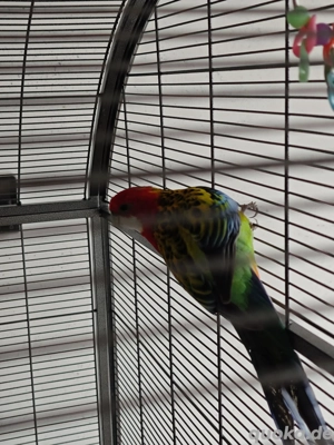 rosellasittich mit Käfig  Bild 2