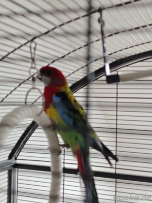 rosellasittich mit Käfig 