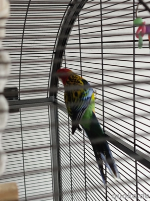 rosellasittich mit Käfig  Bild 4