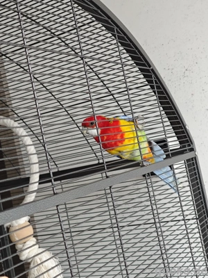 rosellasittich mit Käfig  Bild 3