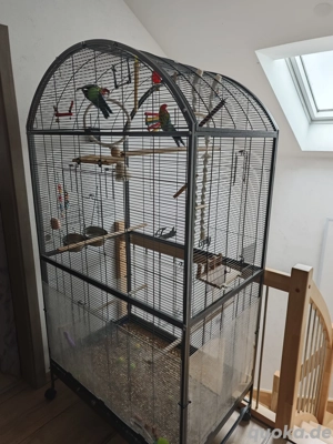 rosellasittich mit Käfig  Bild 5