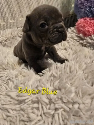 französiche Bulldoggen mit Ahnentafel 