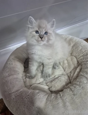 Ragdoll Kitten