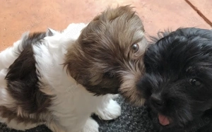  Süßer Bolonka Zwetna Welpen Rüde und Hündin mit Ahnentafel sucht ein liebevolles Zuhause