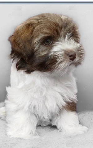 Bolonka Zwetna Welpen 